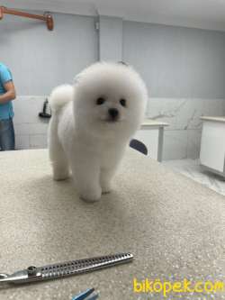 Pomerain Boo Yavrumuz 5