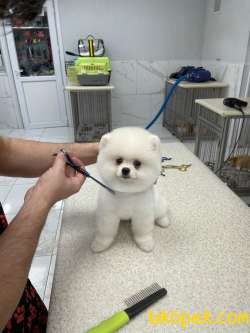 Pomerain Boo Yavrumuz 4