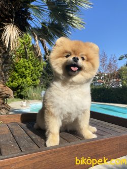 Pomeranain Boo Ayı Surat Orjinal Secereli 1