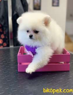 Pomeranaın Boo Dişi White 1