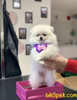 Pomeranaın Boo Dişi White 3