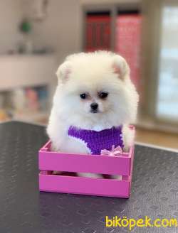 Pomeranaın Boo Dişi White 5