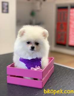 Pomeranaın Boo Dişi White 2