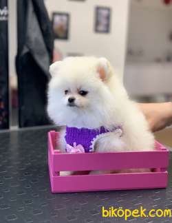 Pomeranaın Boo Dişi White 4