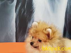 POMERANAIN BOO YAVRULARIMIZ A Kalıte 4