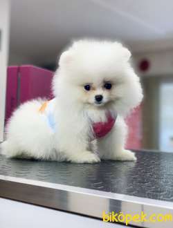 Pomeranaın Teddy White 1