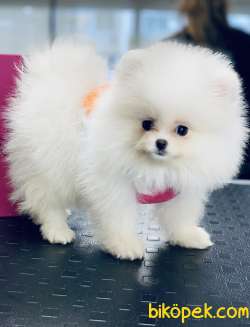 Pomeranaın Teddy White 3