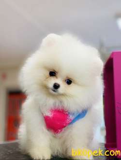 Pomeranaın Teddy White 5
