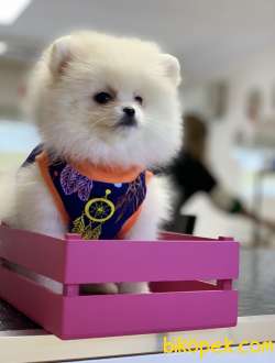 Pomeranaın Teddy White 4