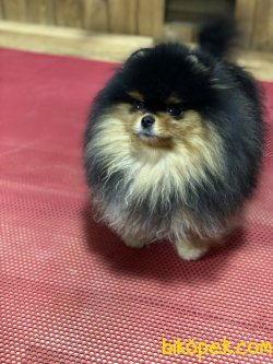 Pomeraniam Boo Nadir Güzellikte Black Tan Köpeğimiz 2