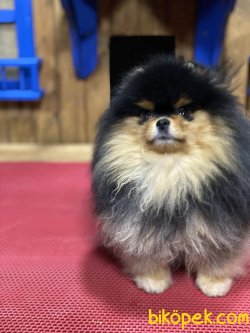 Pomeraniam Boo Nadir Güzellikte Black Tan Köpeğimiz 4