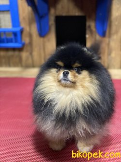 Pomeraniam Boo Nadir Güzellikte Black Tan Köpeğimiz 3