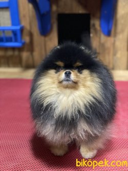 Pomeraniam Boo Nadir Güzellikte Black Tan Köpeğimiz 1