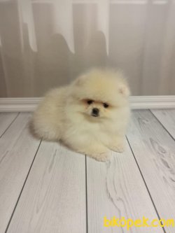 Pomeraniam Boo Teddy Bear Ayı Surat 1