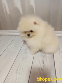 Pomeraniam Boo Teddy Bear Ayı Surat 3