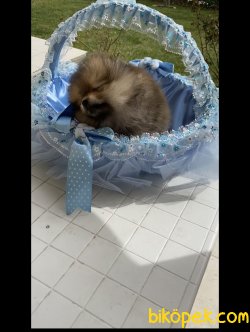 Pomeranian 2 Aylık Erkek Yavrumuz 5