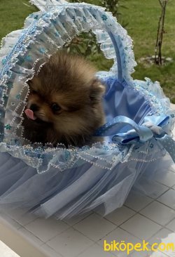 Pomeranian 2 Aylık Erkek Yavrumuz 2