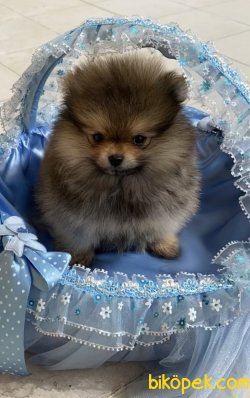Pomeranian 2 Aylık Erkek Yavrumuz 1