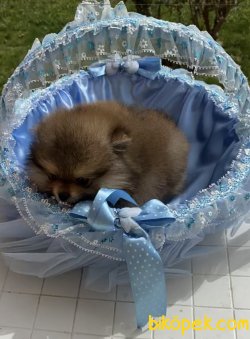 Pomeranian 2 Aylık Erkek Yavrumuz 3
