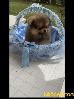 Pomeranian 2 Aylık Erkek Yavrumuz 4