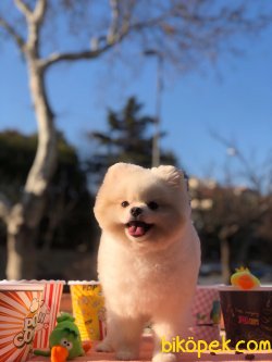 Pomeranian 1