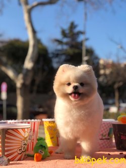 Pomeranian 3