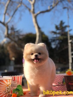 Pomeranian 2