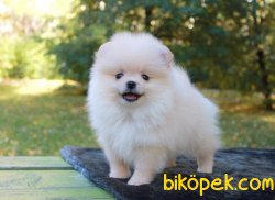 Pomeranian 3