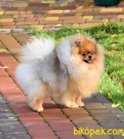 Pomeranian 4