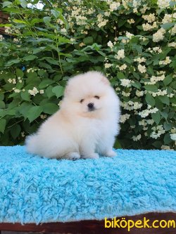 Pomeranian 5