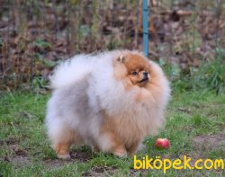 Pomeranian 1