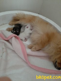Pomeranian 2