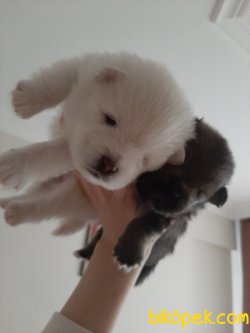Pomeranian 3