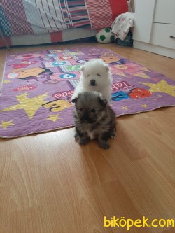 Pomeranian 1