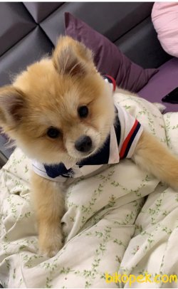 Pomeranian 1