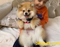 Pomeranian 3