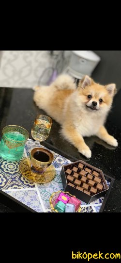 Pomeranian 4
