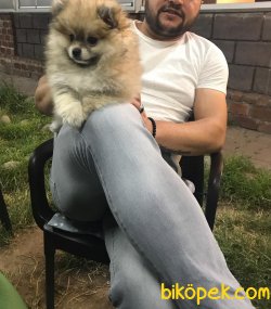 Pomeranian 2