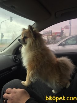Pomeranian 5
