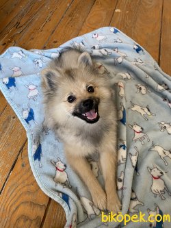 Pomeranian 3