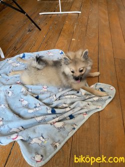 Pomeranian 4