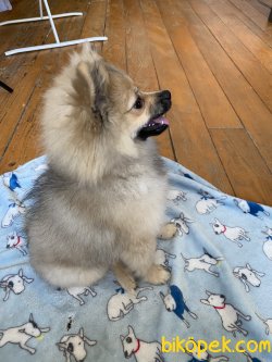 Pomeranian 1