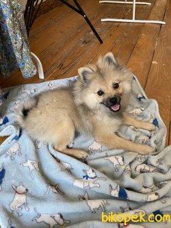 Pomeranian 5
