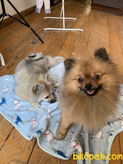 Pomeranian 2
