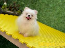 Pomeranian 4