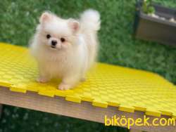Pomeranian 3