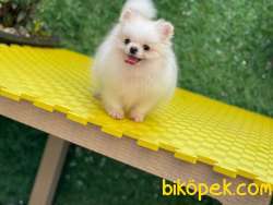 Pomeranian 1