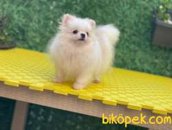 Pomeranian 5