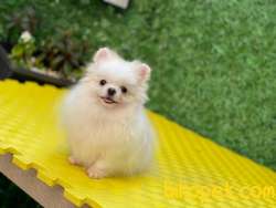 Pomeranian 2