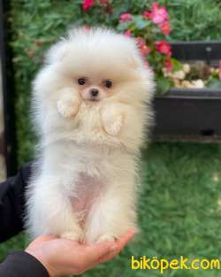 Pomeranian 4